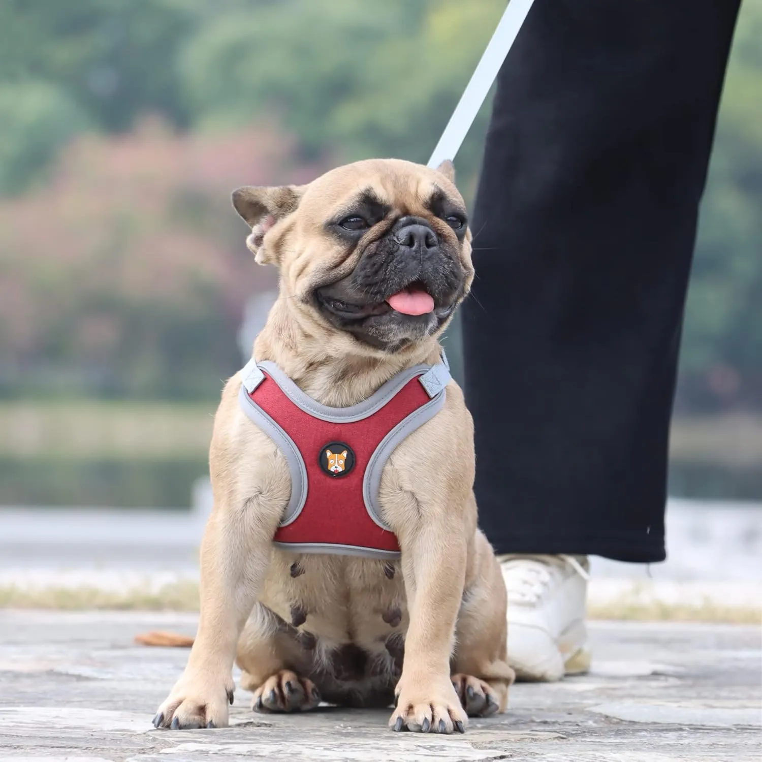 Adjustable Dog Harness Vest and Leash Set for Small, Medium Dogs No Pull, Step in Escape Proof Reflective Easy Walk Puppy Harness, Red, S (Comes with A Measuring Tape)