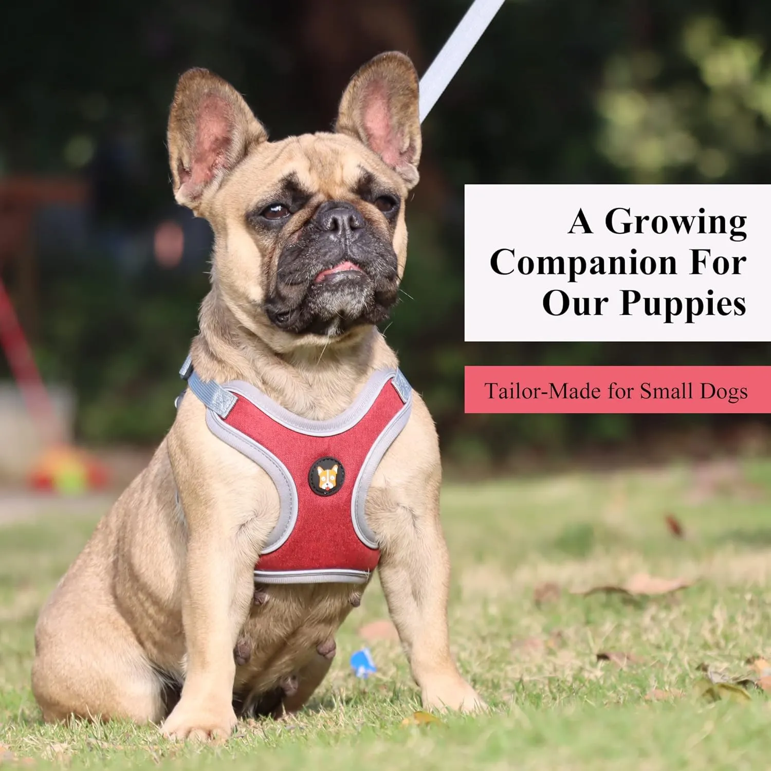 Adjustable Dog Harness Vest and Leash Set for Small, Medium Dogs No Pull, Step in Escape Proof Reflective Easy Walk Puppy Harness, Red, S (Comes with A Measuring Tape)
