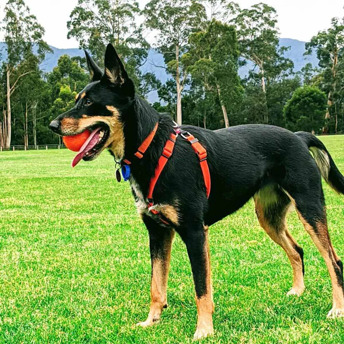 Black Dog Wear Dog Harness