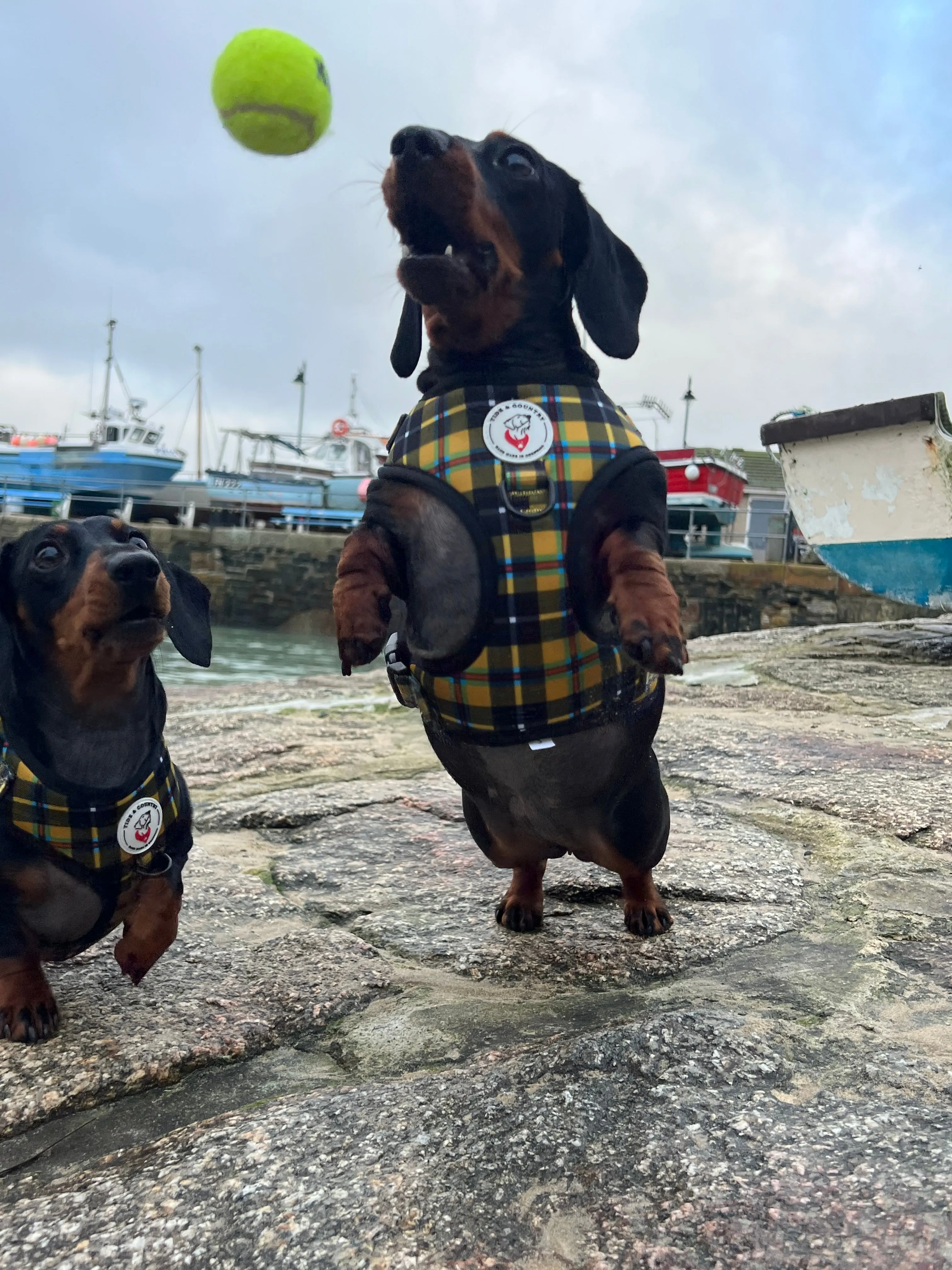 Cornish Tartan Dog Harness