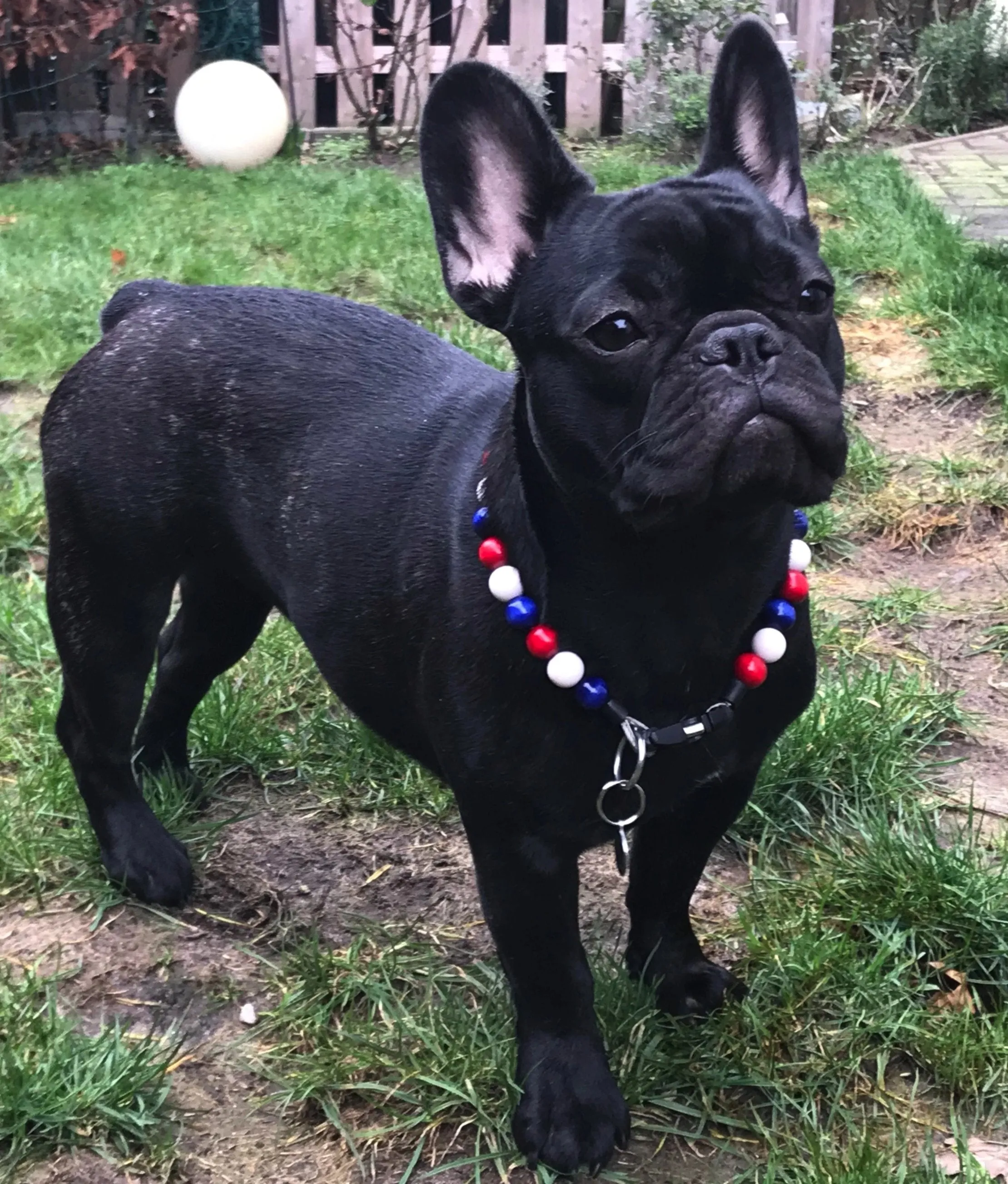 Dog collar Tricolor