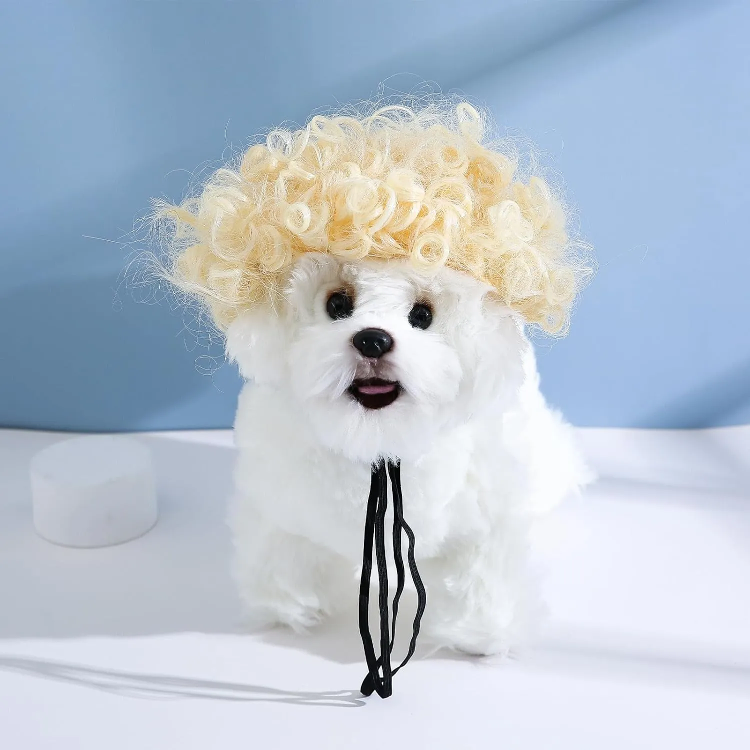 Funny Dog Cat ,,,,,,,()