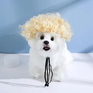 Funny Dog Cat ,,,,,,,()