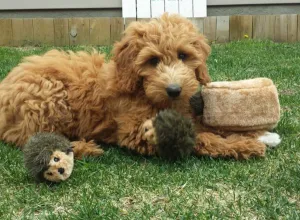 Hedgehog Den Burrow Dog Toy