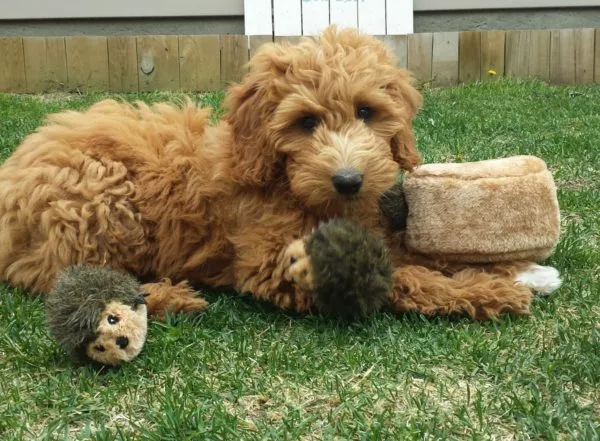 Hedgehog Den Burrow Dog Toy