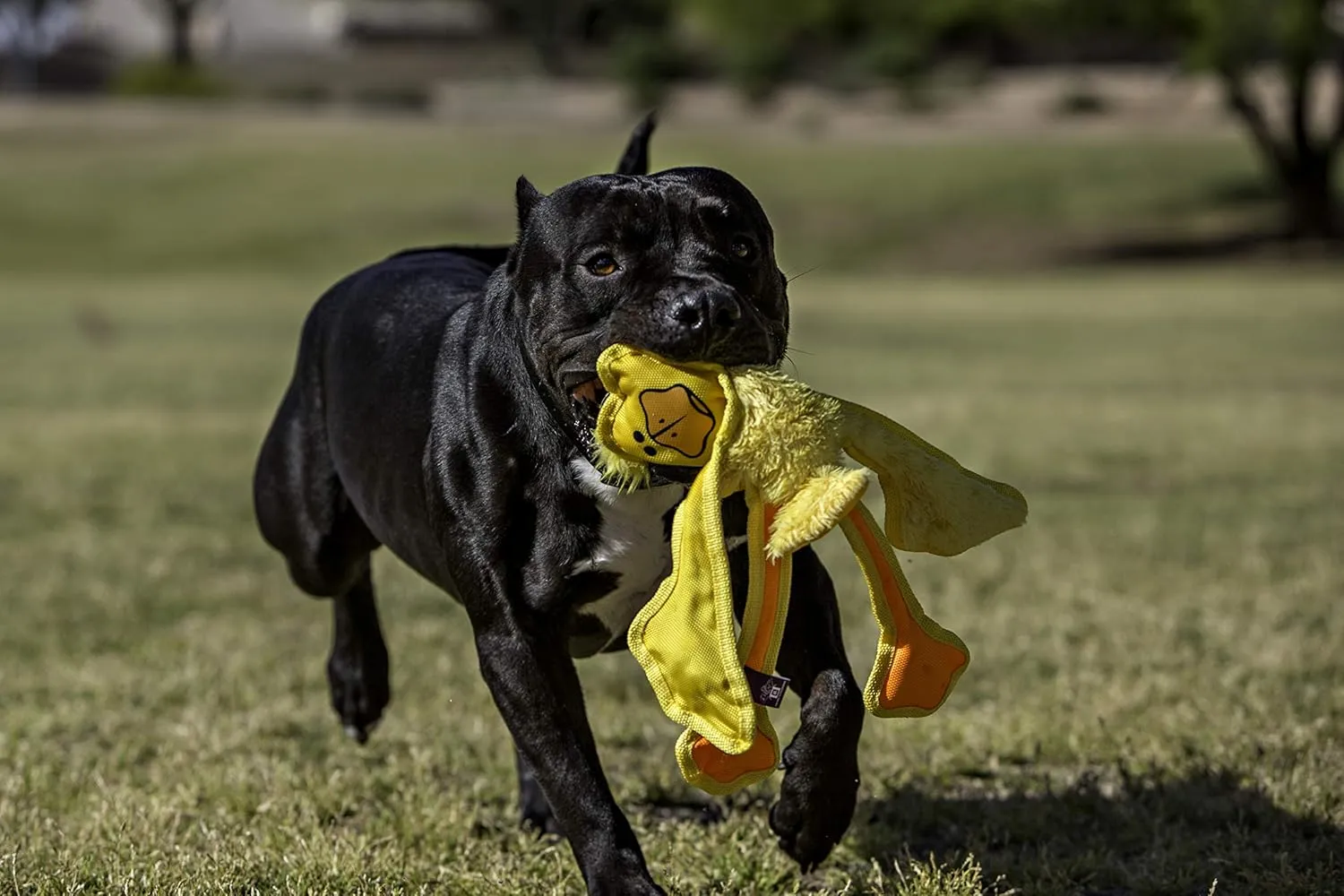 Multipet Skele Duck Dog Rope Toy - Nylon Tug of War - Squeaky Toy for All Dogs - for Playing Toss & Fetch - Cute Dog Pet Toy (15", Yellow)