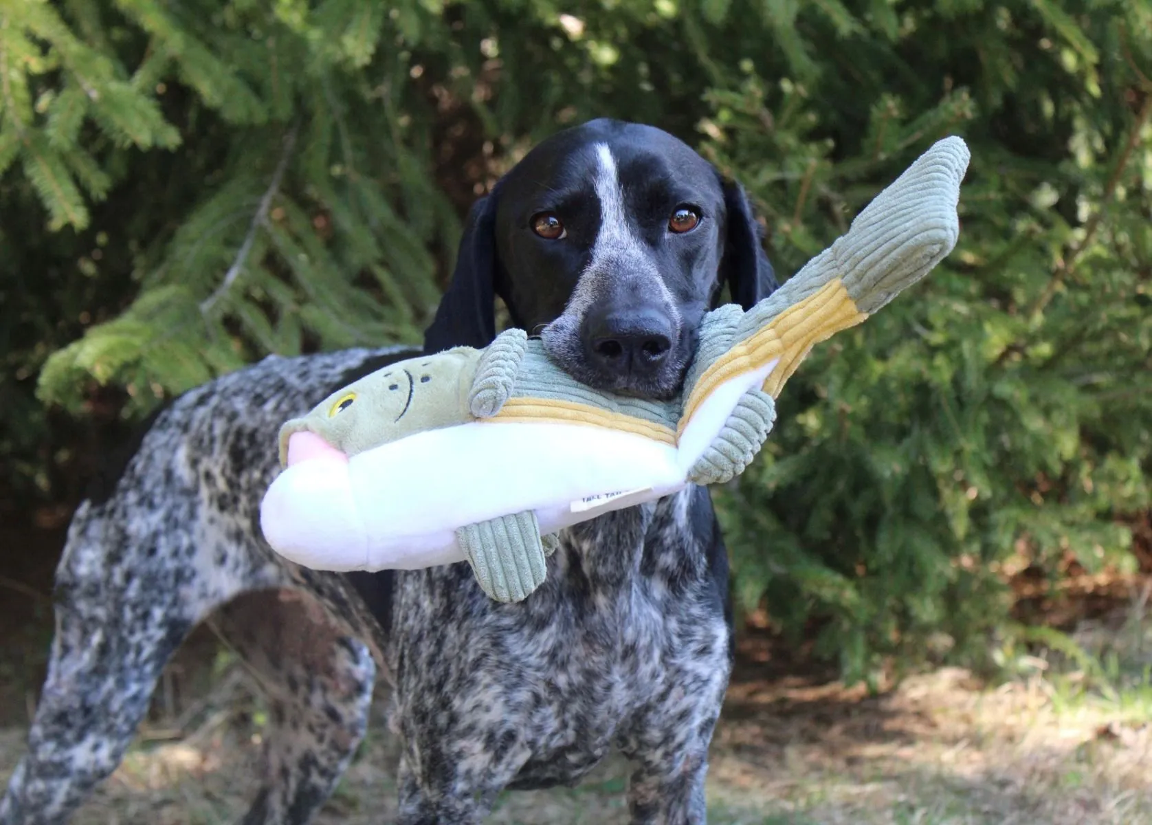 Tall Tails Dog Toy Animated Bass