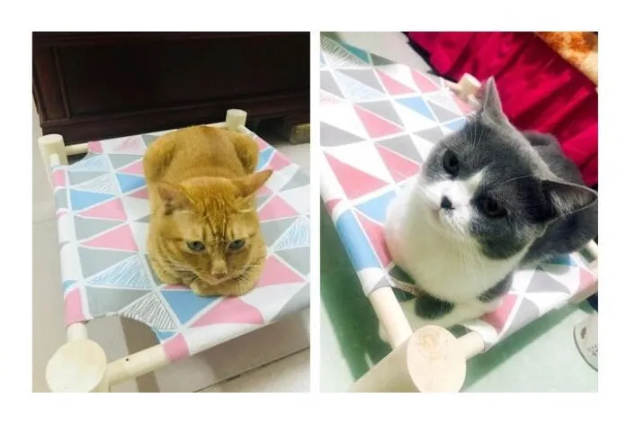Wood Cat Bed Lounger Sleep Pet Cat Raised Hammock